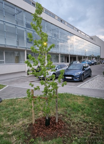 Nachpflanzung Winzergasse