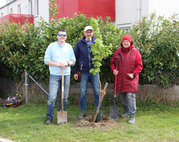 Baumpflanzung Mitterndorf
