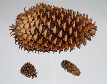 Zapfen Pinus coulteri