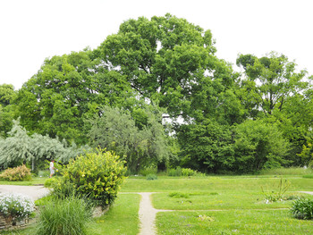 Botanischer Garten UNI-Wien