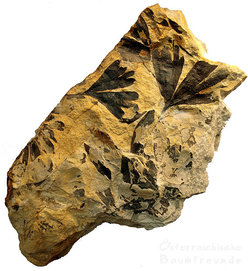 Gingko Fossil