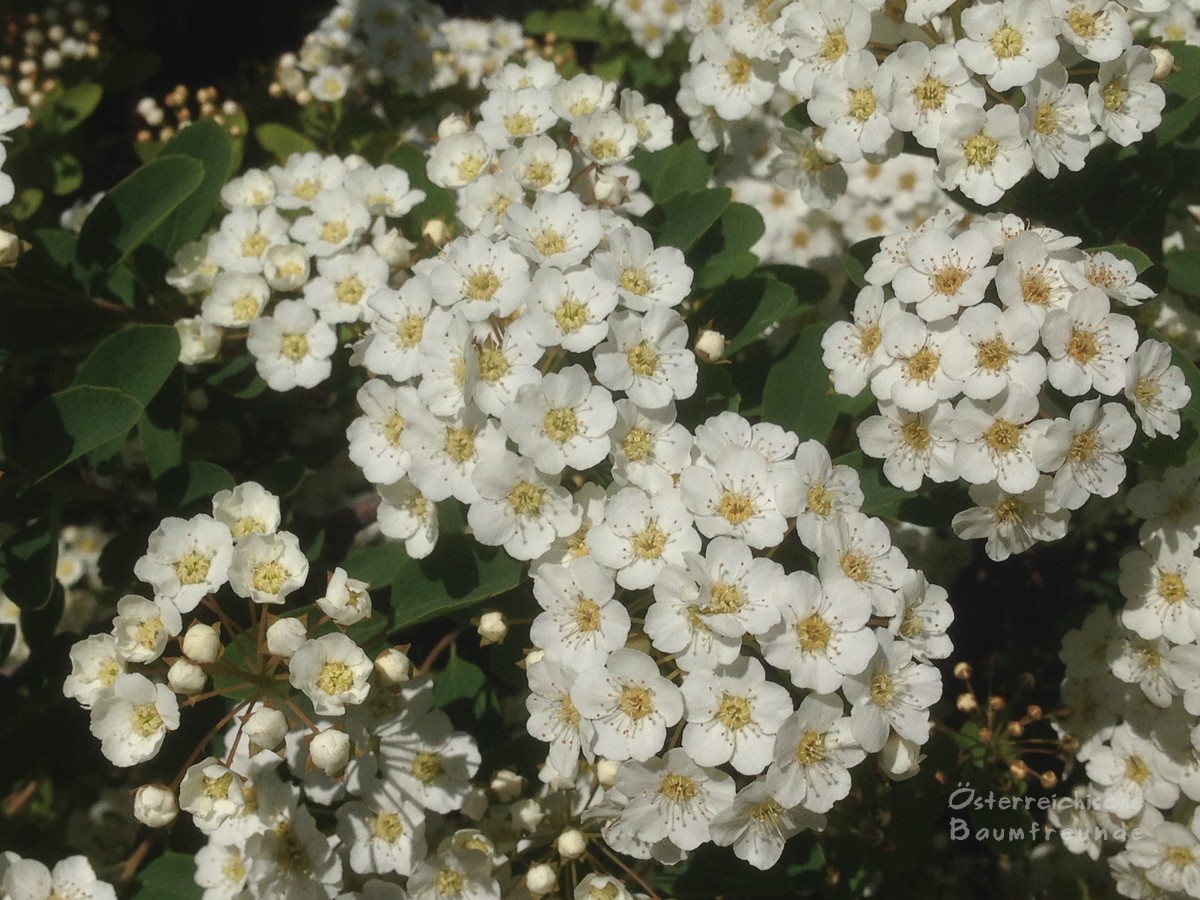 Prachtspiere Spiraea x vanhouttei Österreichische