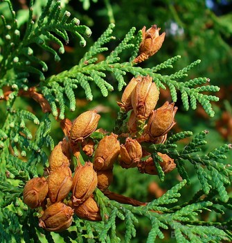Abendlandischer Lebensbaum Thuja Occidentalis Osterreichische Baumfreunde