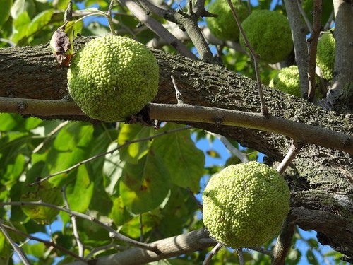 Maclura pomifera