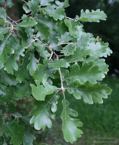 Quercus pubescens