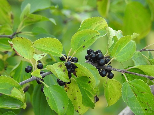Rhamnus cathartica