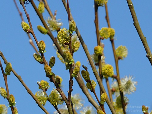 Salix aurita