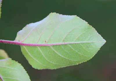 Malus domestica