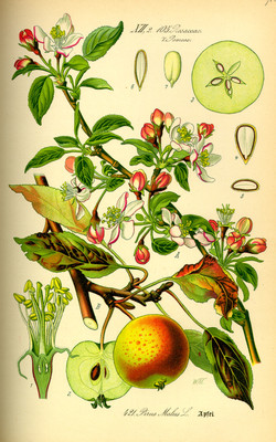 Malus domestica