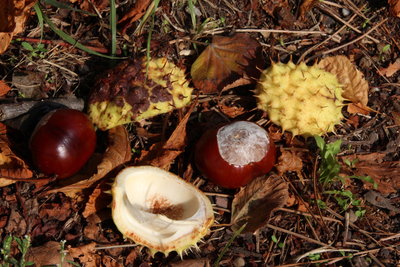 Aesculus hippocastanum - Frucht