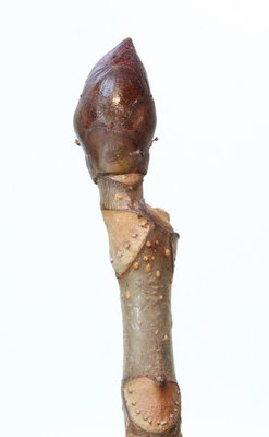Aesculus hippocastanum