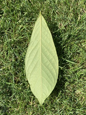 Asimina triloba