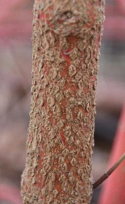 Cornus alba 'Sibirica'