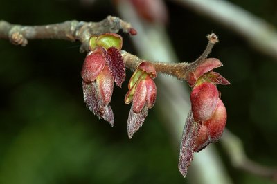 Corylus maxima 'purpurea'