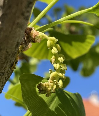 Ginkgo biloba