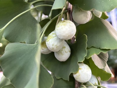 Ginkgo biloba