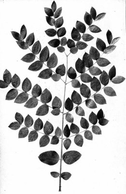 Gymnocladus dioicus