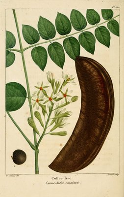 Gymnocladus dioicus