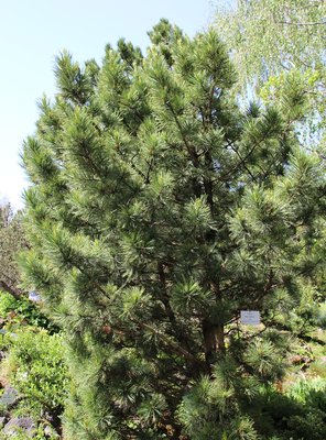 Pinus cembra