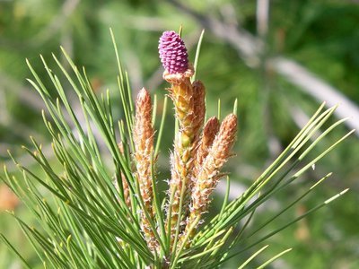 Pinus halapensis