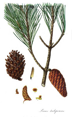 Pinus halapensis