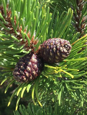 Pinus mugo var. mugo