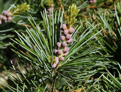 Mädchen-Kiefer - Pinus parviflora | Österreichische Baumfreunde