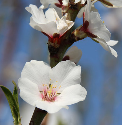 Prunus dulcis