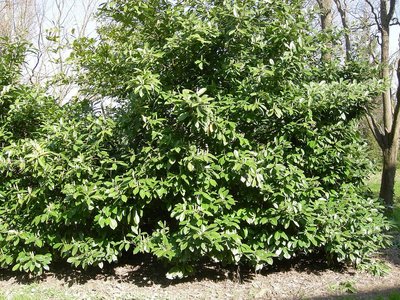 Prunus laurocerasus