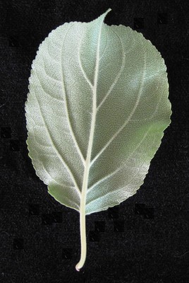 Rhamnus cathartica