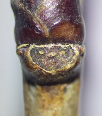Rhamnus cathartica