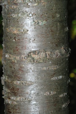 Rhamnus cathartica