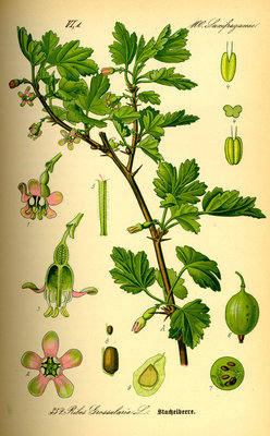 Ribes uva-crispa 