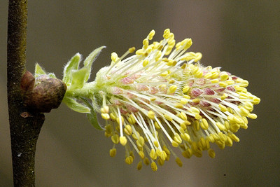 Salix aurita