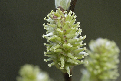 Salix aurita