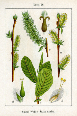Salix aurita