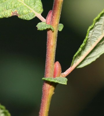 Salix aurita