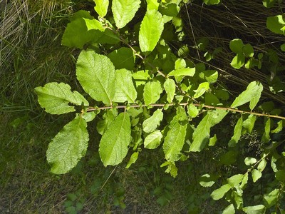 Salix aurita
