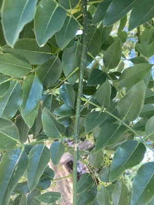 Japanischer Schnurbaum - Styphnolobium japonicum
