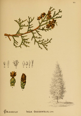 Thuja occidentalis