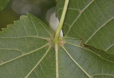 Tilia platyphyllos