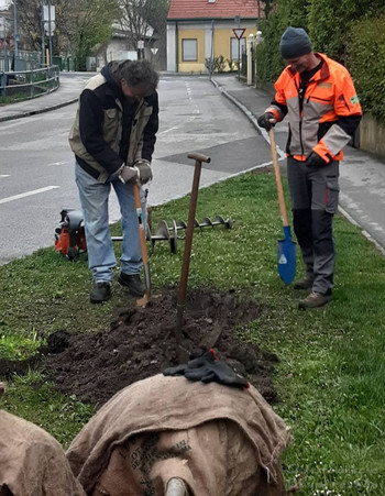 Baumpflanzung Tag des Baumes 2022