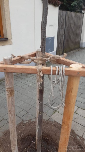 Baumpflege Ebreichsdorf