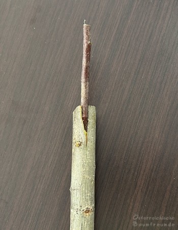 Obstbaum Veredelungskurs 2026