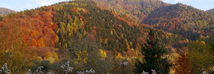 Herbstliche Waldlandschaft