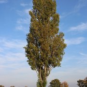 Populus nigra 'Italica'