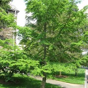 Pseudolarix amabilis