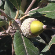 Quercus ilex