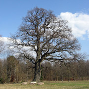 Quercus robur