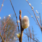 Salix purpurea